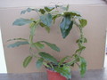 hoya imperialis plant