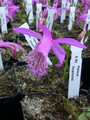 pleione limprichtii02