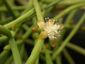 rhipsalis theres brasilien 02