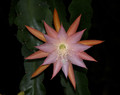 eh jalisco queen 01