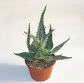 aloe ferox 1885