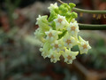 hoya subquintuplinervis chuang mai 02