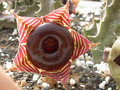 huernia zebrina magniflora 04