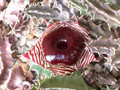 huernia zebrina magnifica 02