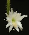 heliocerus speciosus amacamensis 20