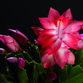 schlumbergera corumba brazil