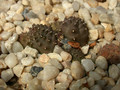 huernia kennedyana08