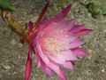 eh menno paetz 1088 0121