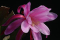 eh cattleya 123 0706