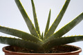aloe capitata cipolinicola 8112