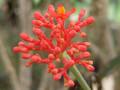 jatropha multifida 0154
