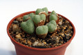 conophytum velutinum 2920
