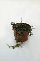 hoya curtisii 6555