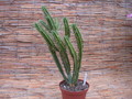 euphorbia ferox 1348