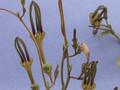 ceropegia barkleyi 1825