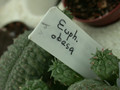 euphorbia obesa 11