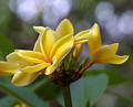 plumeria gelb
