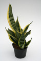 sansevieria trifasciata golden futura 5715