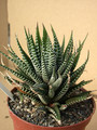 haworthia fasciata 01
