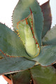 agave bovicornuta la oscta 8431
