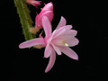 aporocactus sheilia 06
