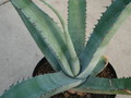 agave scabra hundido 4900