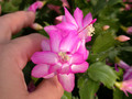 schlumbergera naomi 20