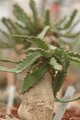euphorbia stellata 1088