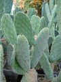 Opuntia tomentosa