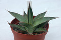 agave chrysoglossa nacapule canyon 01