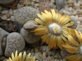 lithops verruculosa4