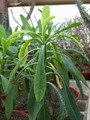 euphorbia bubalina sm