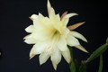 eh yellow gem 9910 8317