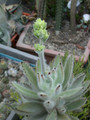 kalanchoe tomentosa rauhii