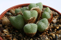 conophytum velutinum 2921
