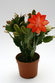 schlumbergera sunset dancer 8828