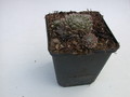 sempervivum silver thaw 5737