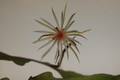 epiphyllum phyllanthus rubrocoronatum rba373 714