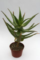 aloe morijensis kenia 6702