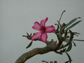 adenium somalense 05