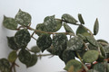 hoya curtisii 6559