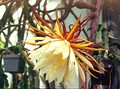 hyloselenicereus kesselring 02