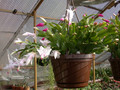 schlumbergera ampel 02