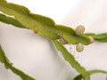 rhipsalis mictantha roseana jb 02