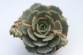 echeveria hybride lola 7944