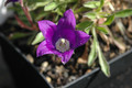 campanula bellidifolia 01