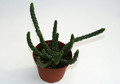euphorbia inermis 6810