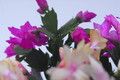 schlumbergera sorten 10015