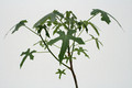 jatropha madagaskar 3673