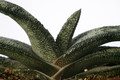 gasteria latesiana 7242